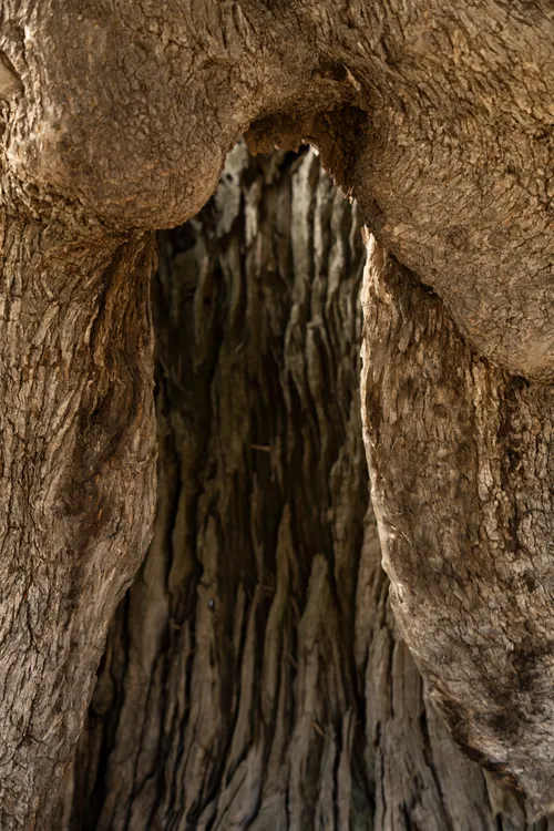 The hollowed out mother olive tree is sick and dying. This is part of the olive tree allegory mentioned in Jacob 5.