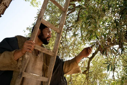 The Servant of the Vineyard inspects the leaves and branches of the olive trees. This is part of the olive tree allegory mentioned in Jacob 5.