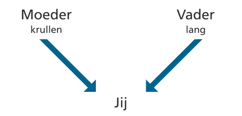diagram, parents, attributes, you