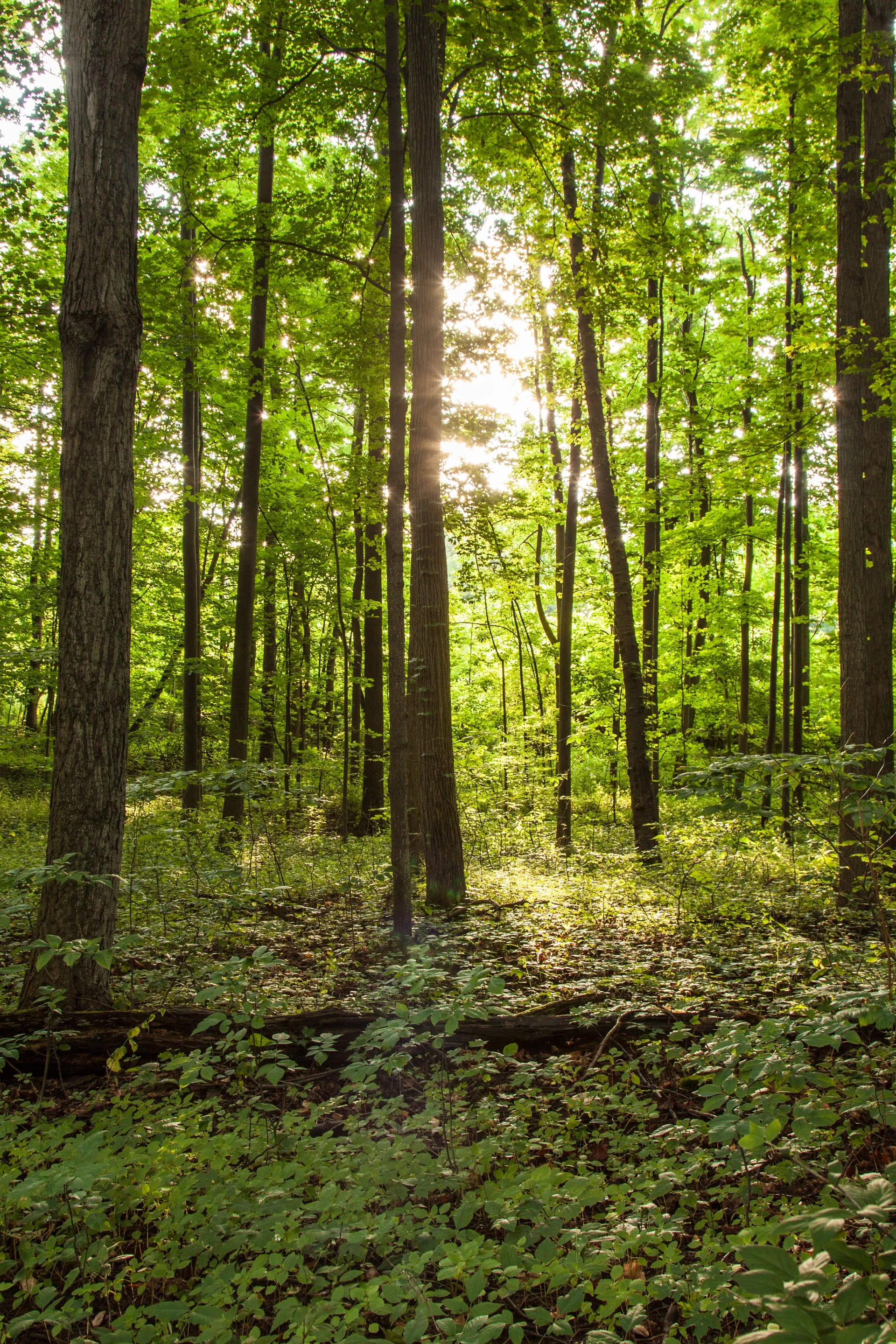 Several small trees in the Sacred Grove.