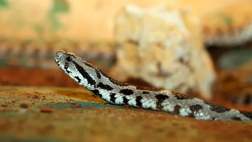 팔레스타인 흑백 줄무늬 독사