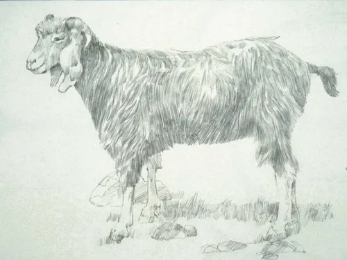 a pencil drawing of a goat
