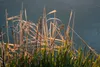 bulrushes