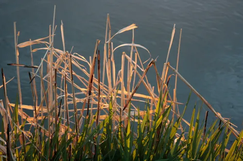 bulrushes