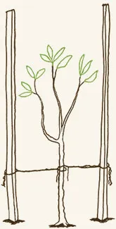 〔添え木を付けた木の苗の画像〕