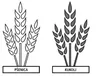 pšenica i kukolj
