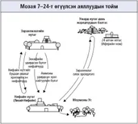 Мозая 7–24 дэх аялалууд
