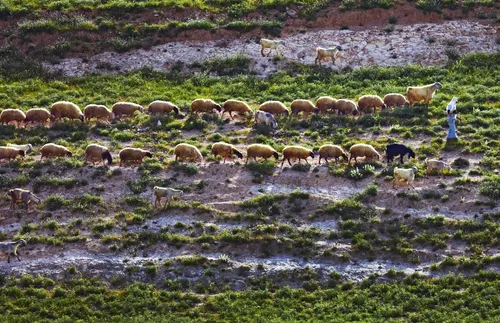 sheep following shepherd