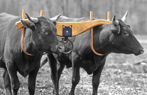 oxen yoked together