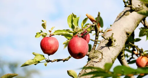 apples on a tree