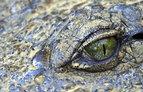 crocodile-eye