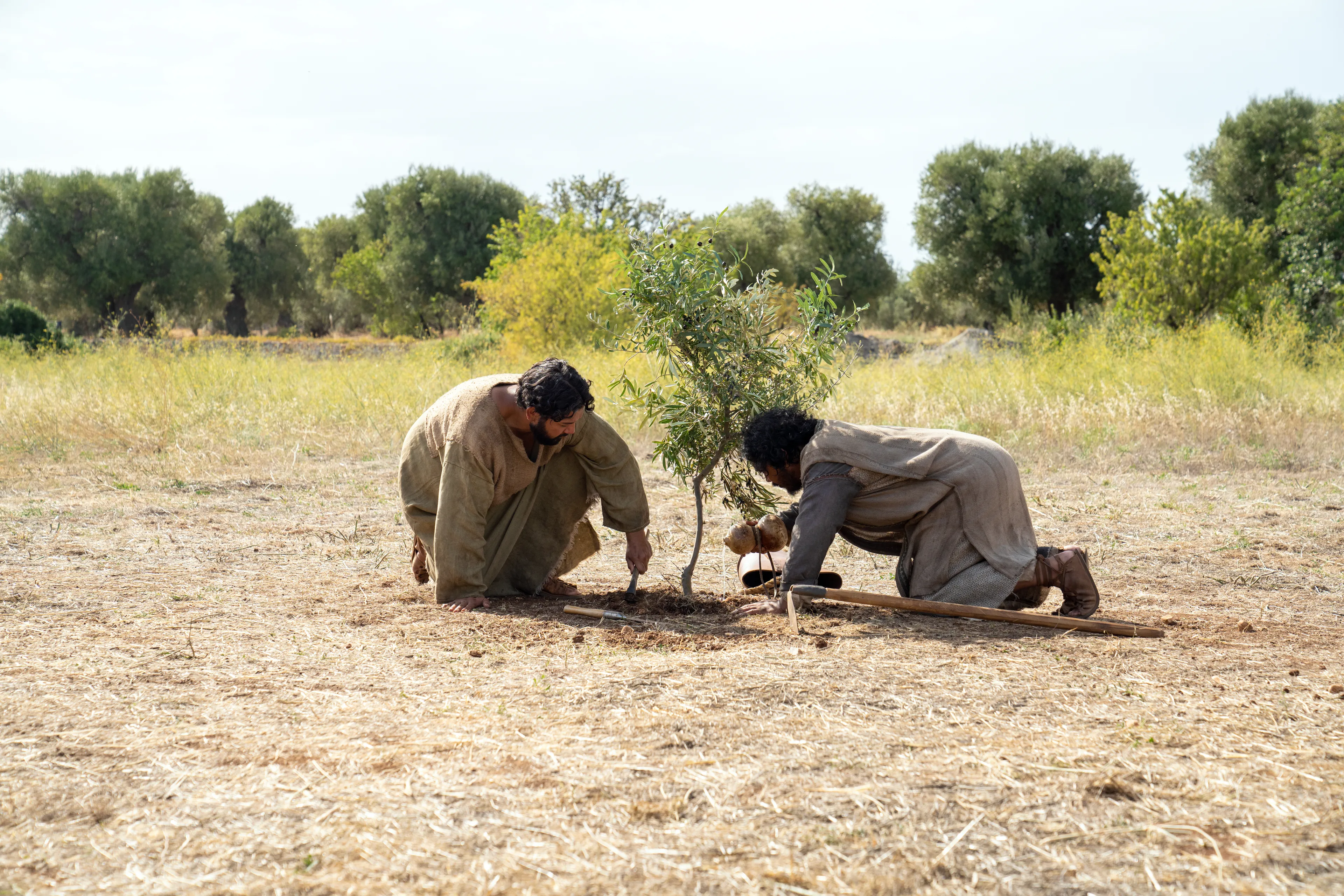 The Lord of the Vineyard and his servant nurture a planted branch with tools and water. This is part of the olive tree allegory mentioned in Jacob 5.