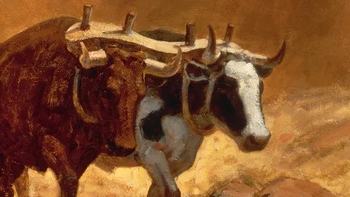 two oxen yoked together