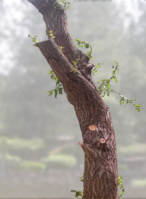 Signs of growth on the tree.