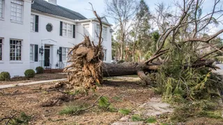 Fallen tree and rootball in yard after tornado destruction in Albany, Georgia, USA, January 2017.  (horiz)