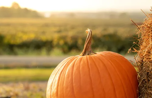 a pumpkin in a field