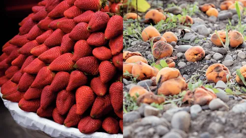 fresh strawberries and rotten apricots