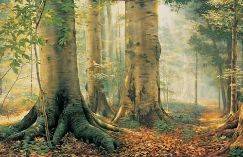 trees in the Sacred Grove