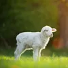 lamb