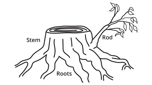 drawing of a tree stump