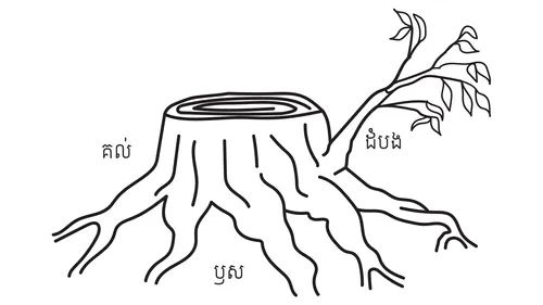 រូបភាព​គល់​ឈើ​មួយ