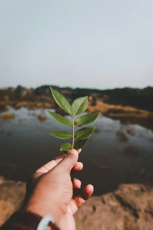 hand holding a small branch