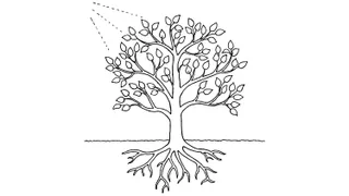 Set of line art depicting a growing tree from a seedling to a full grown tree with roots, sunlight.