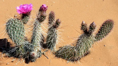 Prickly pear cactus.