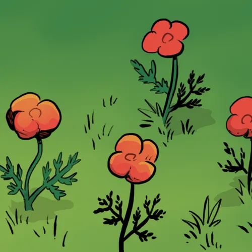 poppies
