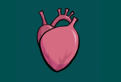 A human heart