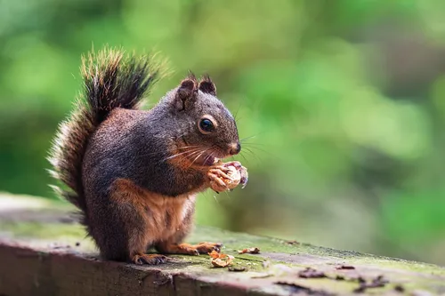 squirrel eating nut