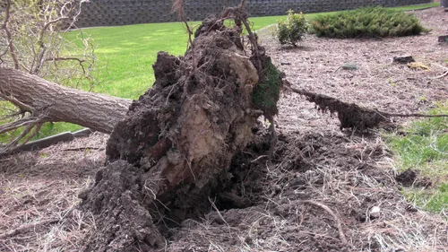 One tree root remaining in the ground.