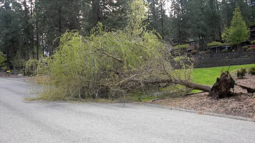 Fallen willow tree.