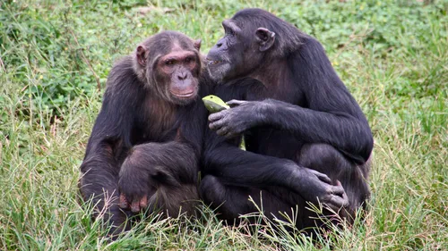 Bonobos sharing fruit.