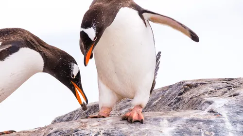Penguins giving pebbles.