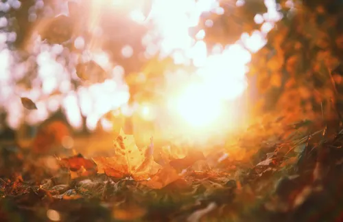 sunlight filtering through fall leaves