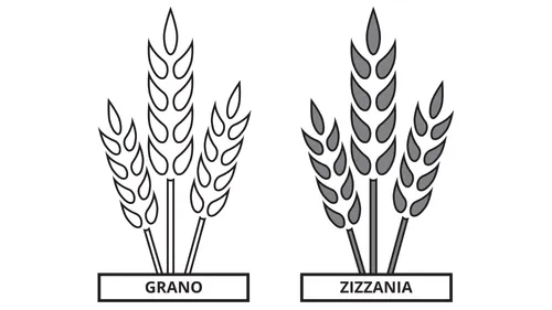un disegno comparativo di un covone di grano e un covone di zizzanie