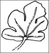 leaf