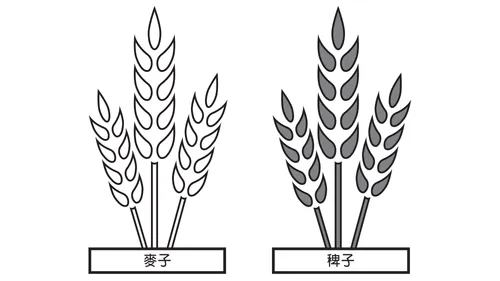 對比圖：一捆麥子和一捆稗子