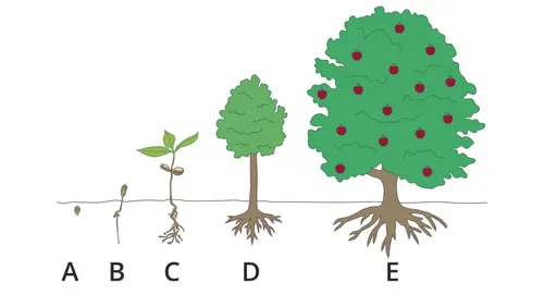 Illustration de la progression spirituelle grâce à un arbre