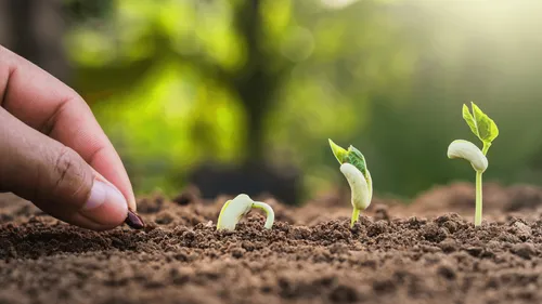 a hand planting a seed