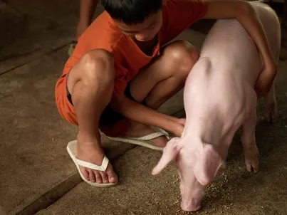 A Filipino family praying for help during floods and poverty received two pigs through Light the World. This simple gift became their business, answering prayers and transforming their entire future. Your donation can be the answer to someone's prayer. Missionaries can show you how Light the World connects your generosity with families desperately needing hope and practical help. 
