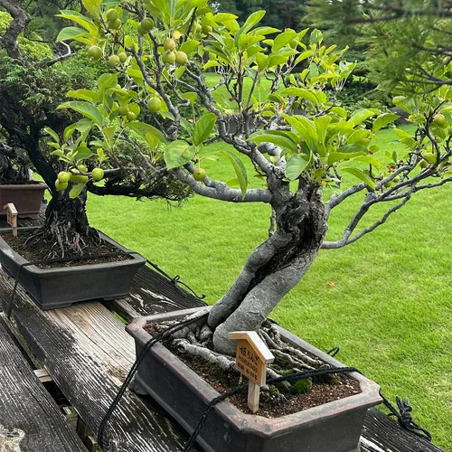 bonsai tree