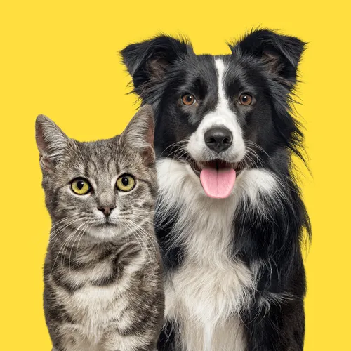 cat and dog